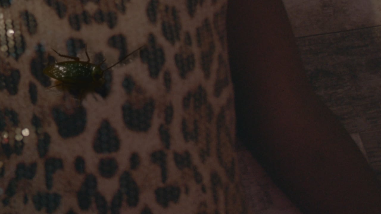 A cockroach crawling across a leopard-print sofa, a frame from Broaches